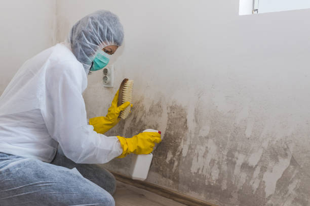Mold Removal Process in Forest Grove, OR